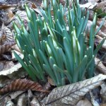 První sněženky na Komošíně 2016